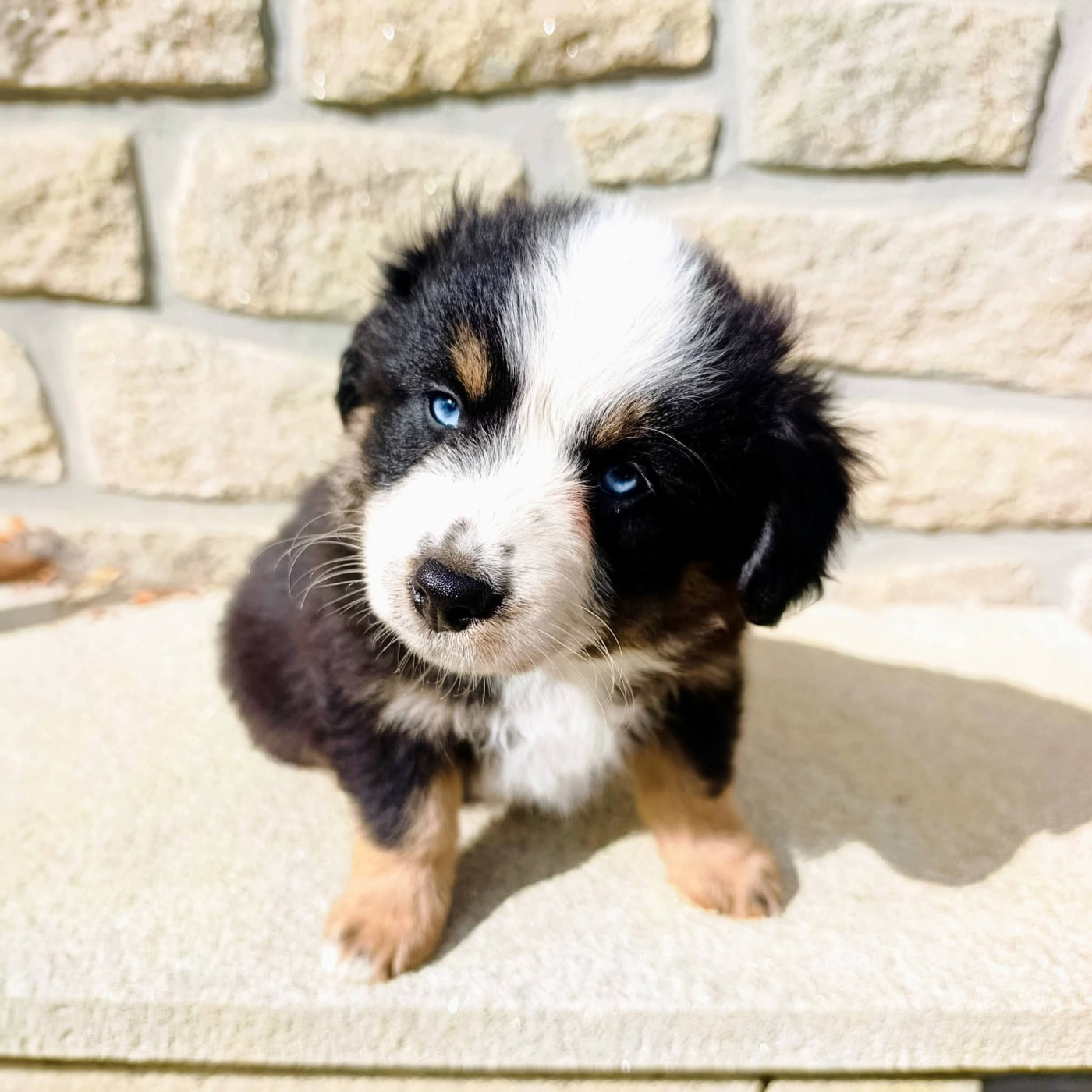 Priscilia Da Costa - Chiots disponibles - Berger Américain Miniature 