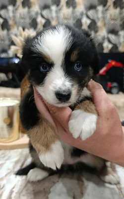 Bella